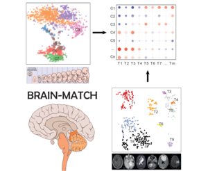 Logo Brain Match